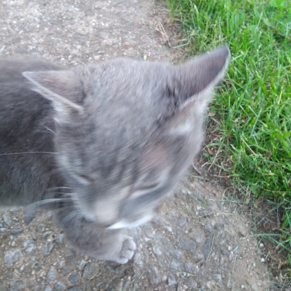 Meet your Posher, Tanz